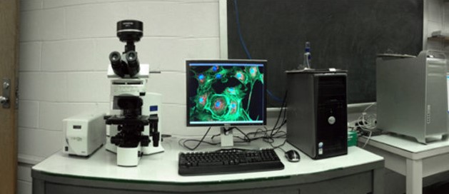 OLYMPUS BX51 FLUORESCENCE MICROSCOPE (Upright)